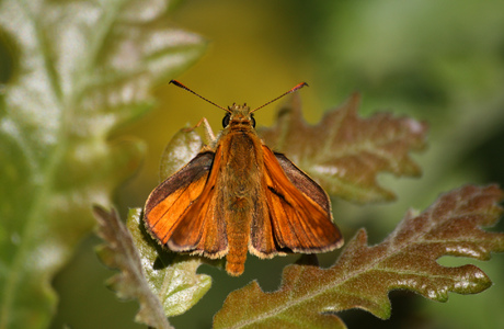 Rostfarbiger Dickkopffalter (Ochlodes sylvanus) - © Emanuel Trummer